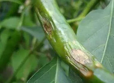 用了這么多年殺菌劑，還是三氯異氰尿酸最管用——物美價廉，病菌全殺